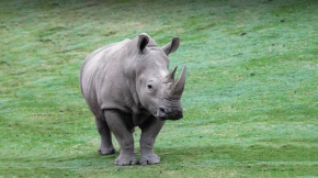 Jukskei Big5 - Rhino